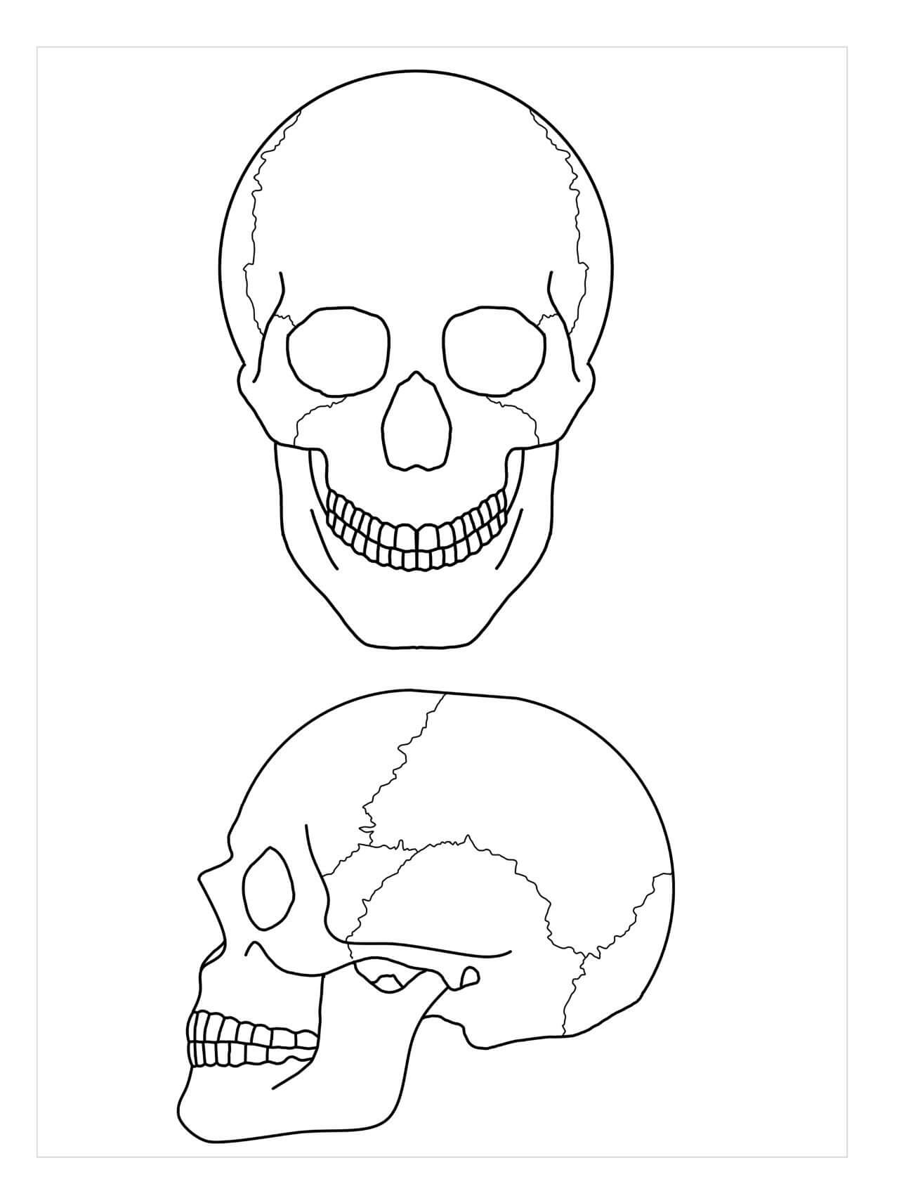 Anatomie van twee schedels