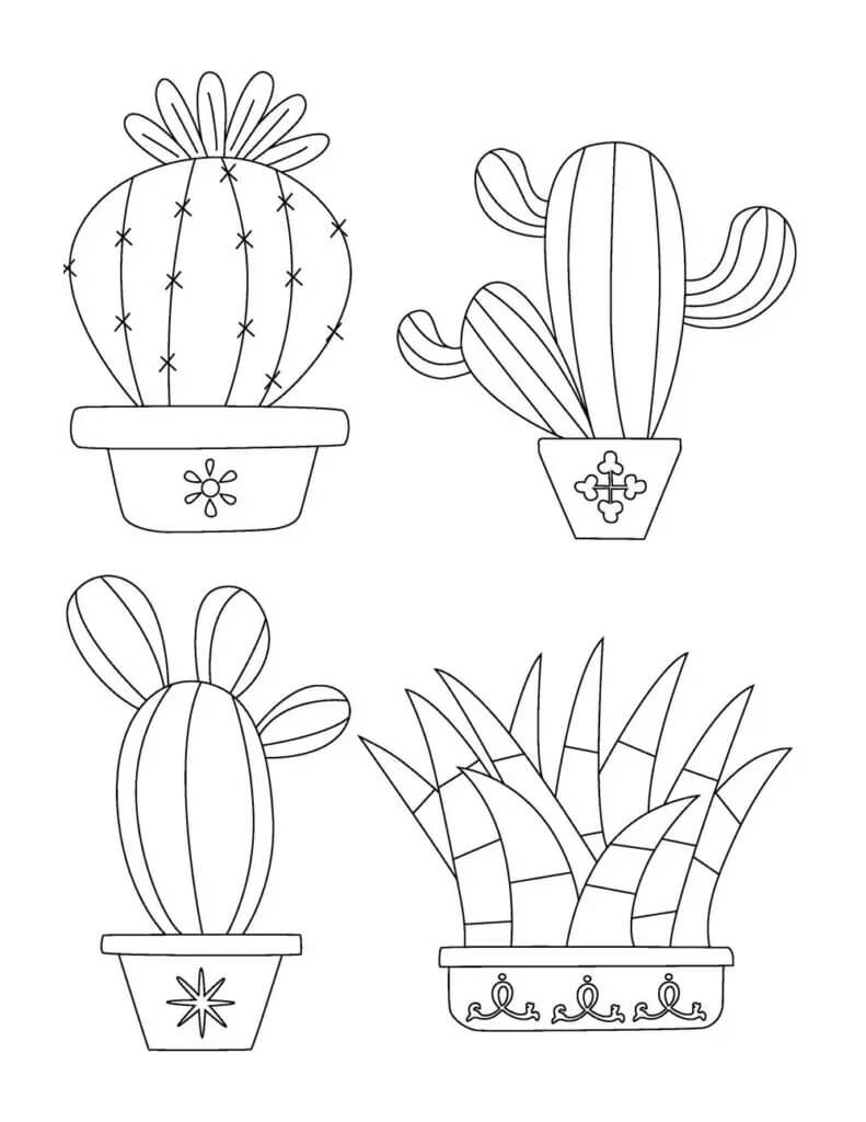 Basic Vier Ingemaakte Cactus