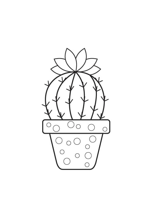 Basis Ingemaakte Cactus