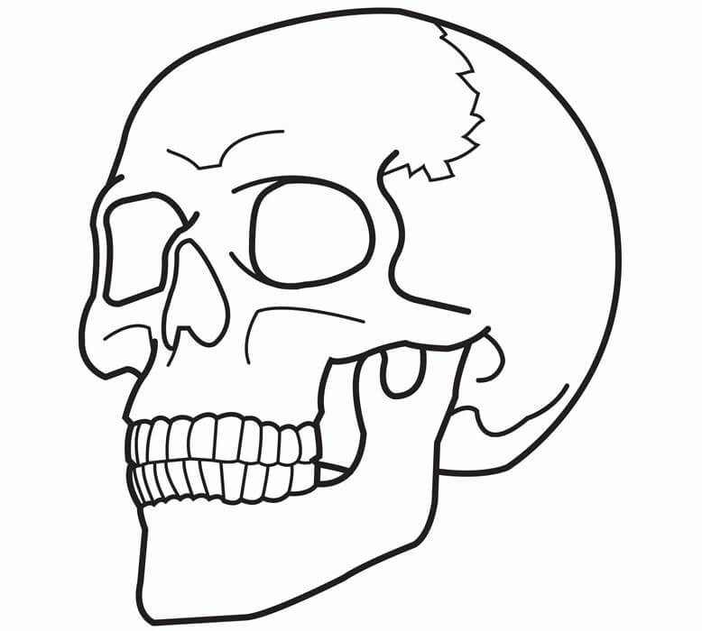 Basis schedel