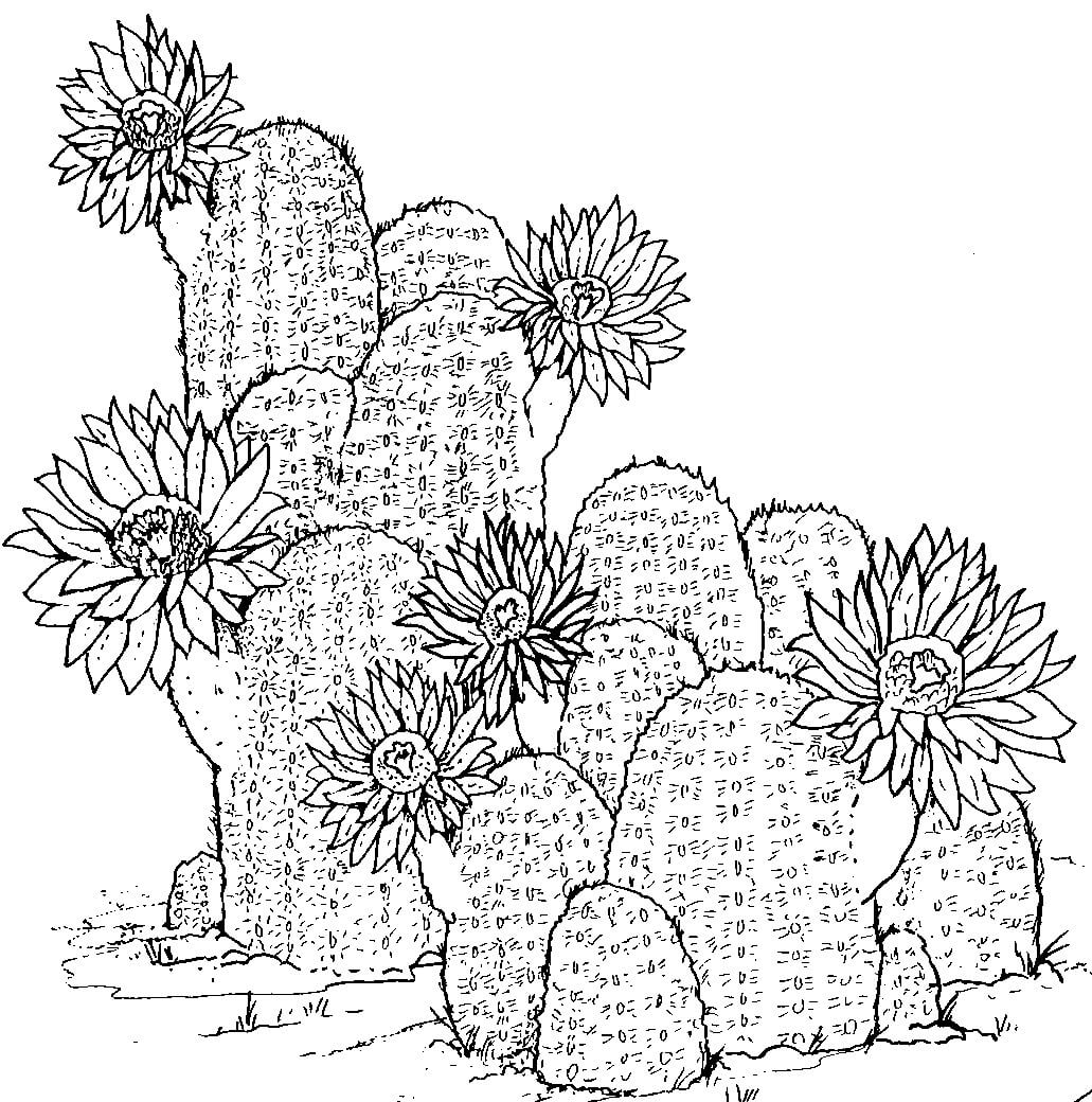 Cactus hand tekenen