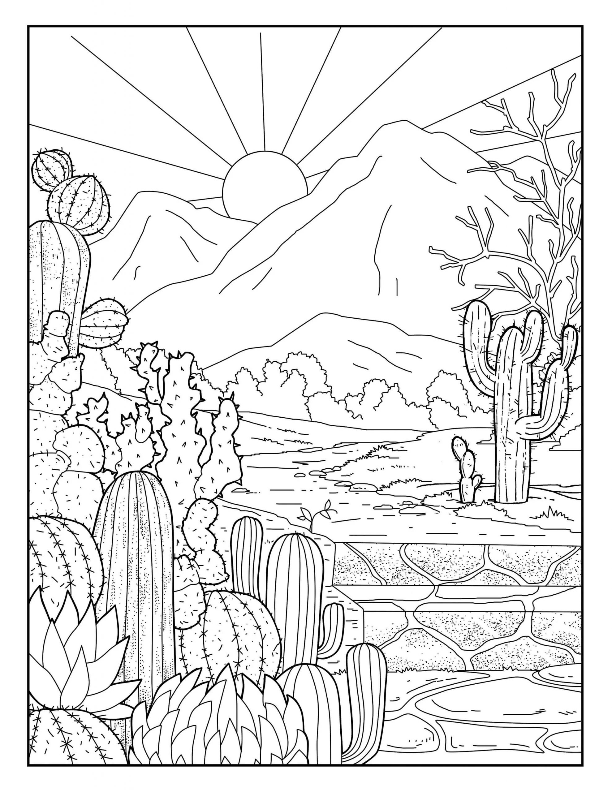 Cactustuin en zon