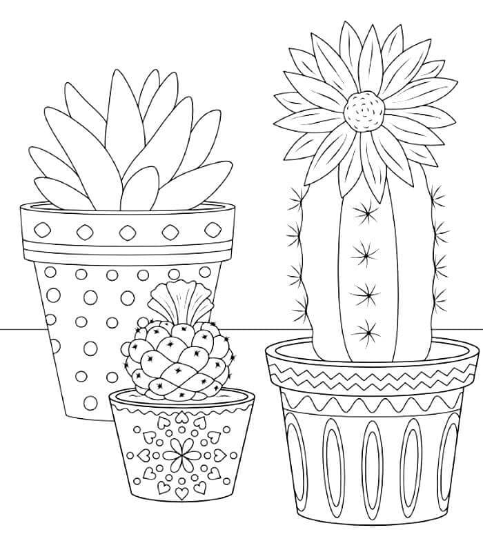 Drie Ingemaakte Cactus