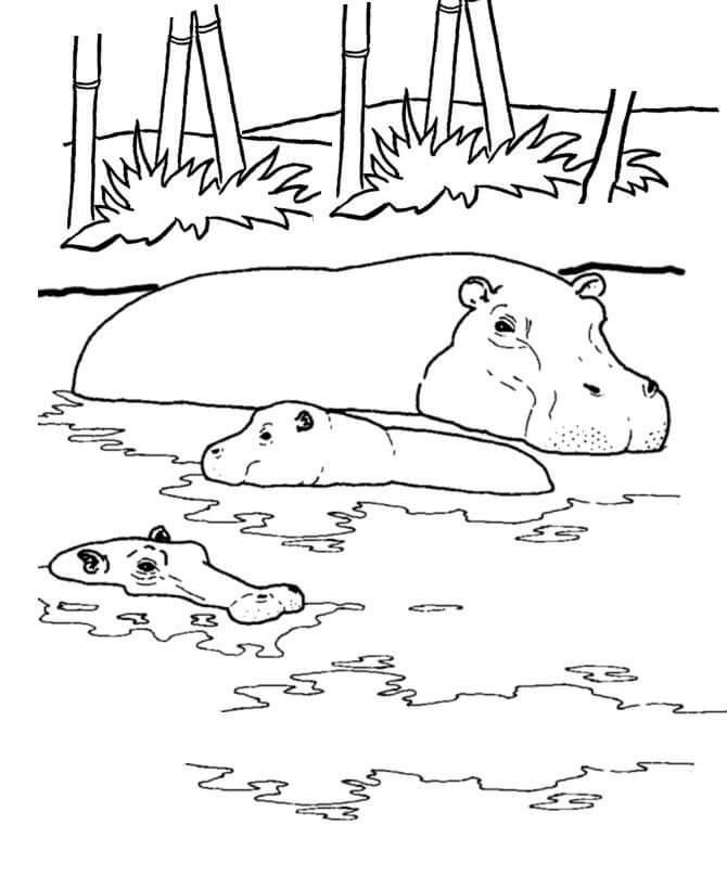 Drie nijlpaarden zwemmen