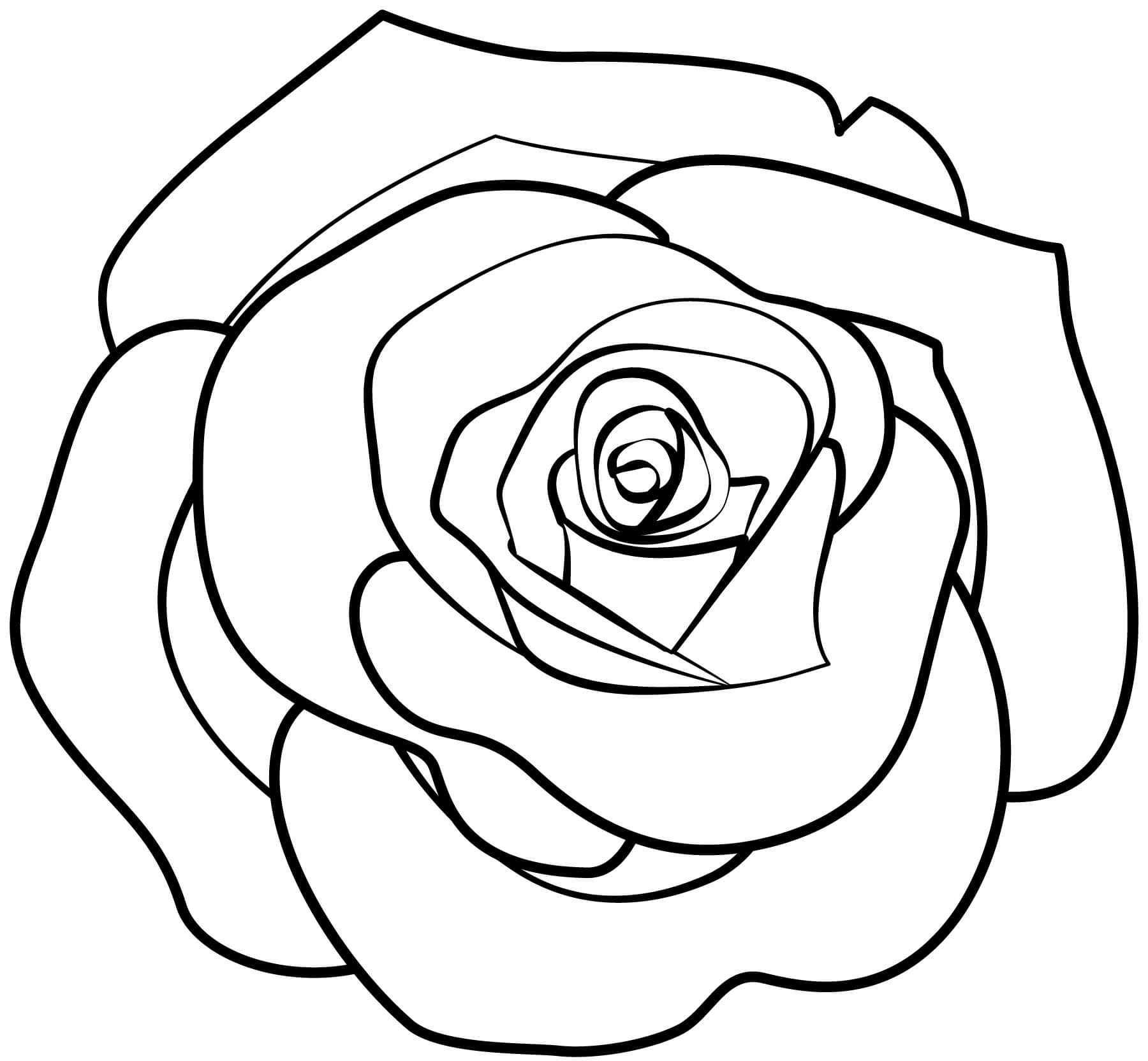 Eenvoudige Roos - afbeelding 3