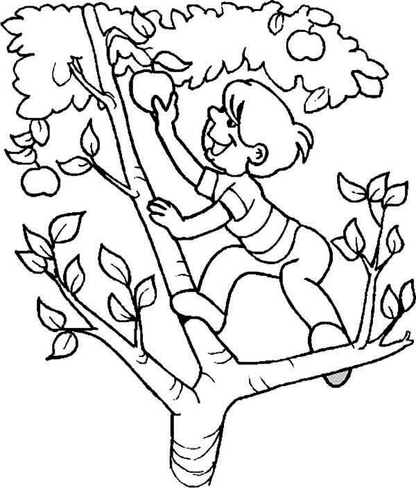 Jongen klimt in een appelboom