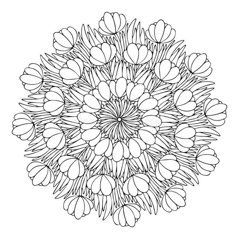 Krokus Bloemen Lente Mandala