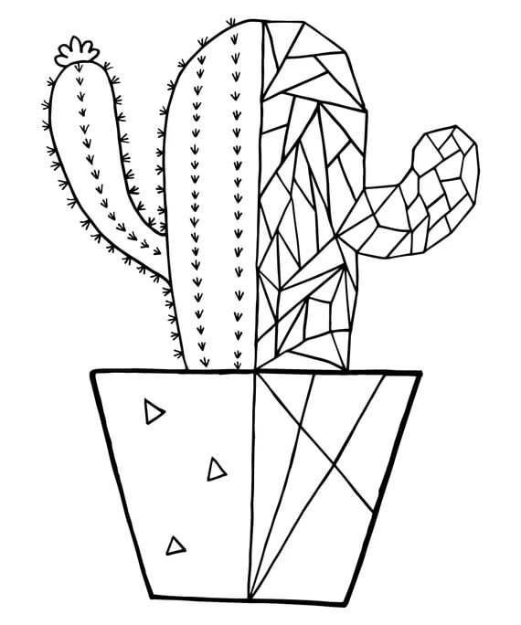 Leuke cactussen