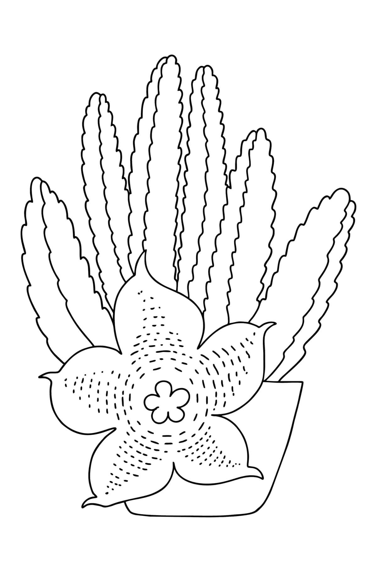 Stapelia-cactus