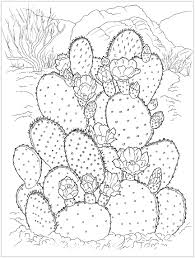 Verbazingwekkende Cactus