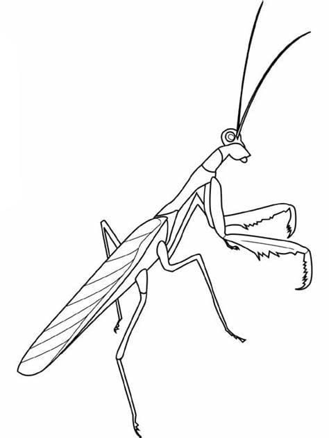 Afdrukbaar Mantis-beeldoverzicht