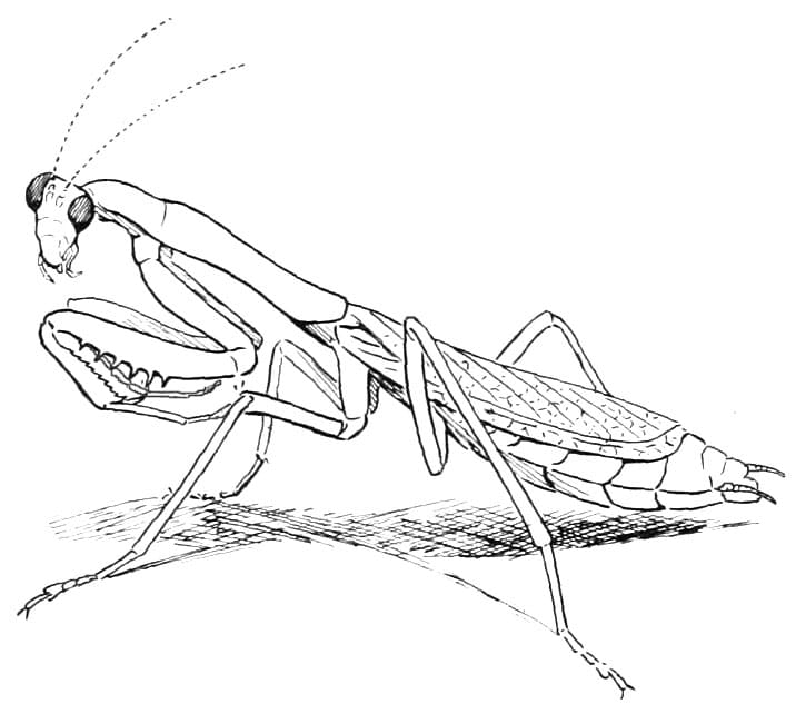 Afdrukbare Mantis-afbeelding