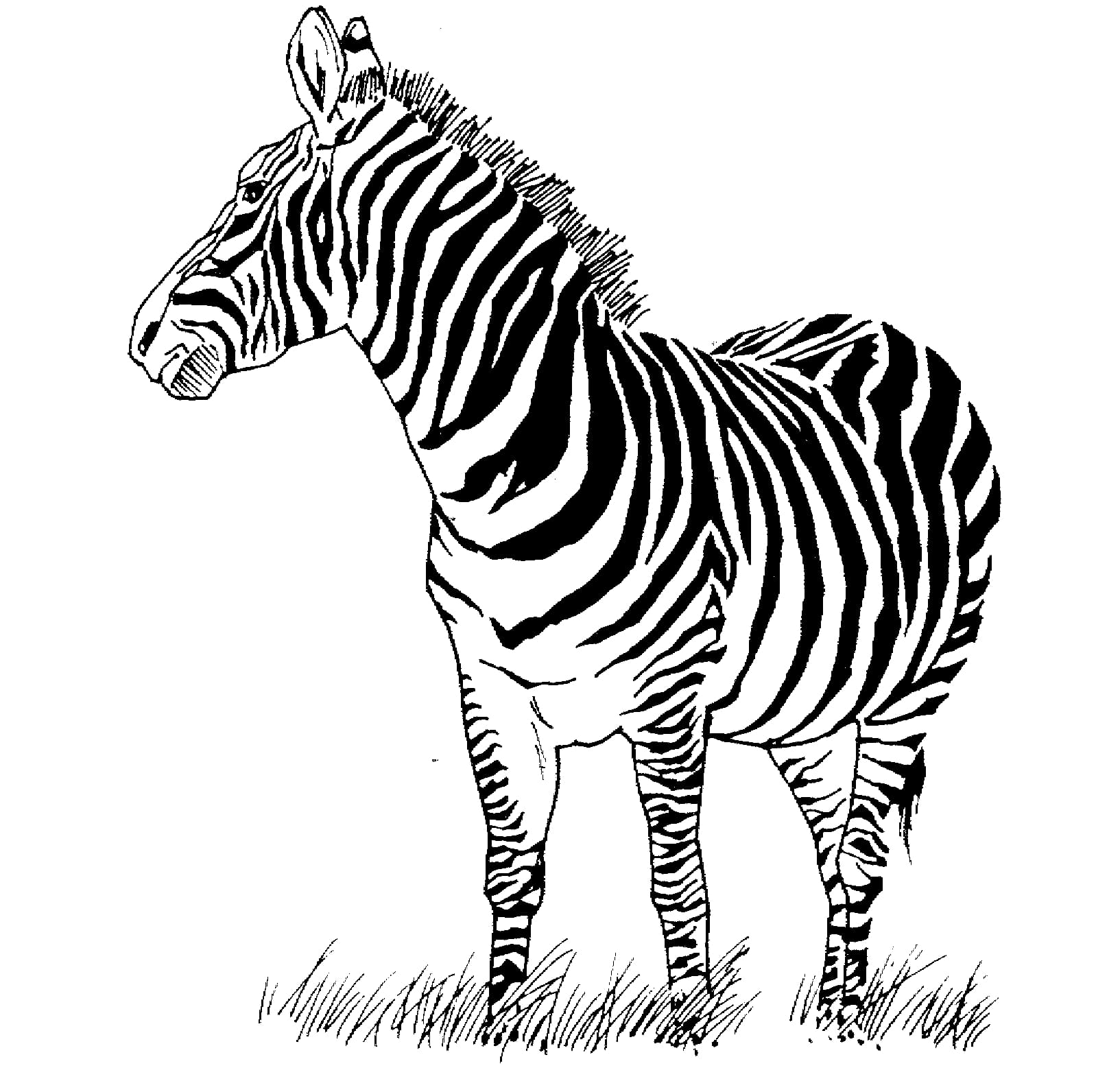 Afdrukbare Zebra