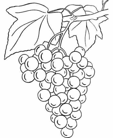 Druiven Afbeelding