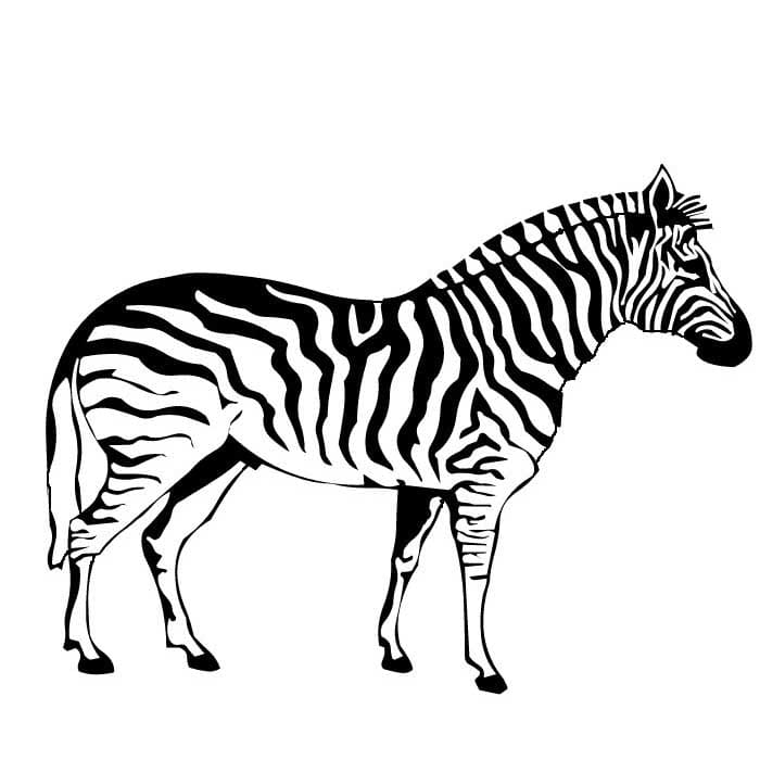 Gratis Print Zebra