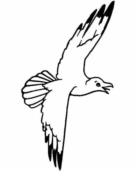 Gratis Seagull-afbeelding