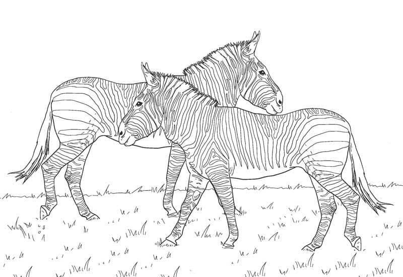Gratis Zebra-afbeelding