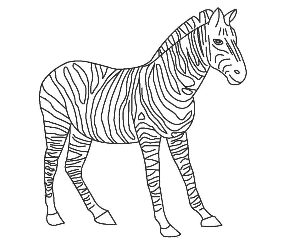 Gratis Zebra-overzicht