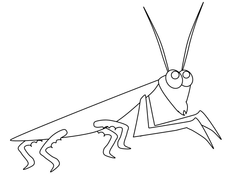 Mantis Afbeelding Overzicht