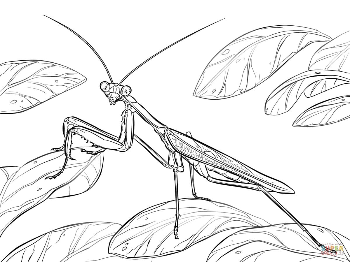 Mantis afdrukken