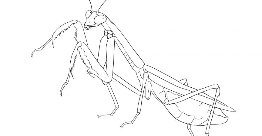 Mantis-overzicht afdrukken