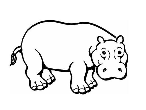 normale nijlpaard