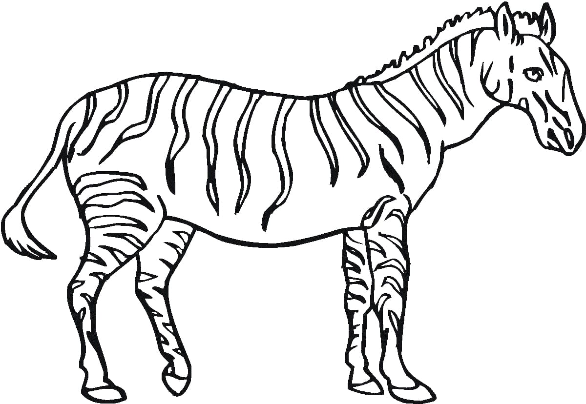 Zebra-afbeelding afdrukken