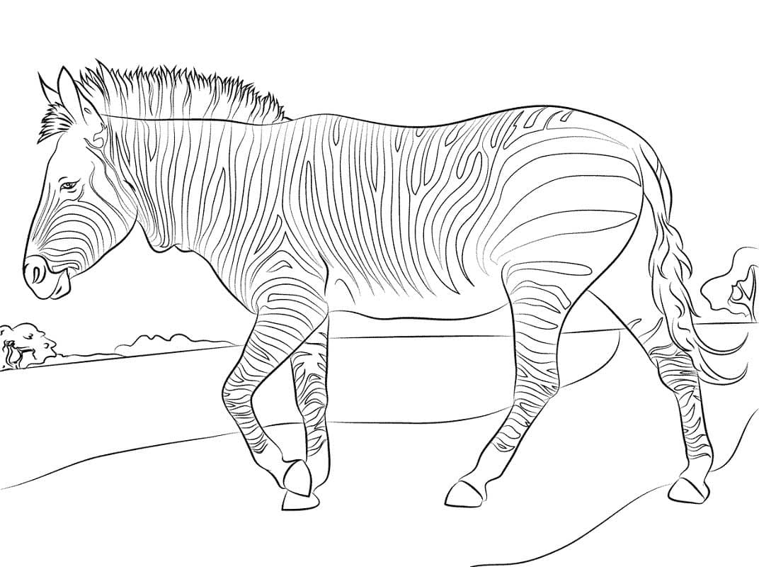 Zebra-afbeelding