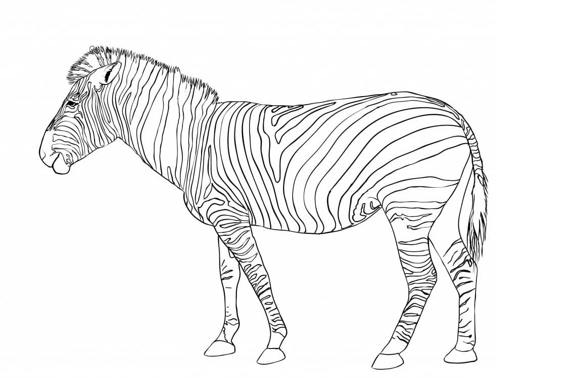 Zebra-overzicht