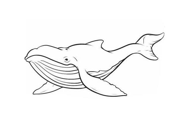 Afdrukbare omtrek van walvisafbeelding