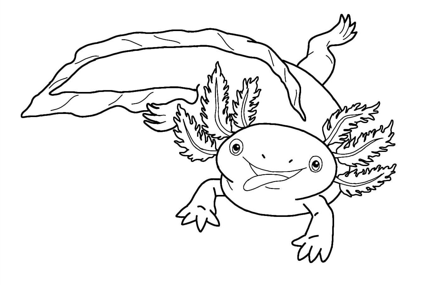Axolotl 10