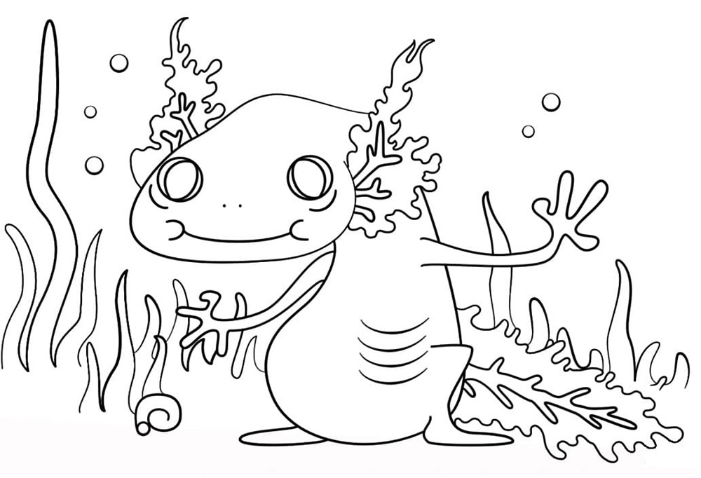 Axolotl 6