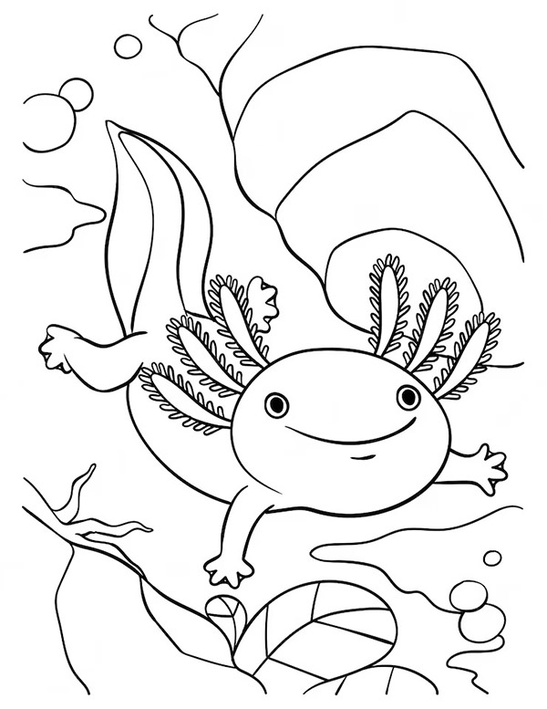 Axolotl 7