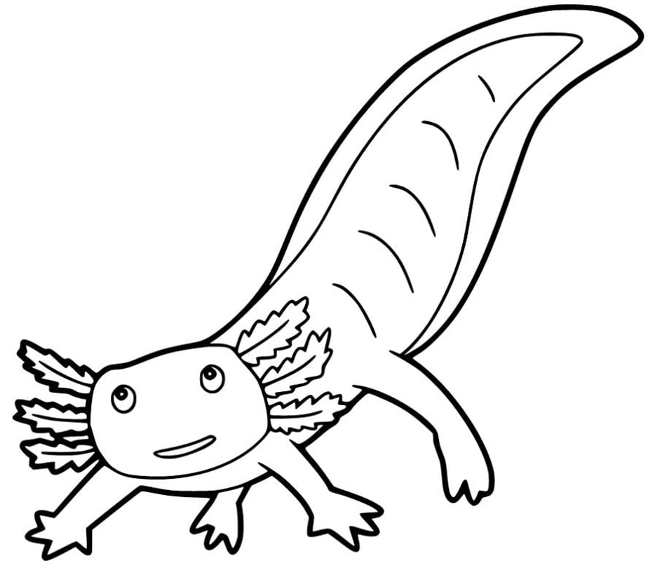 Axolotl 9