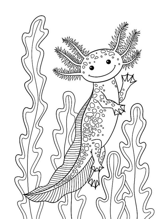 Axolotl Lachend