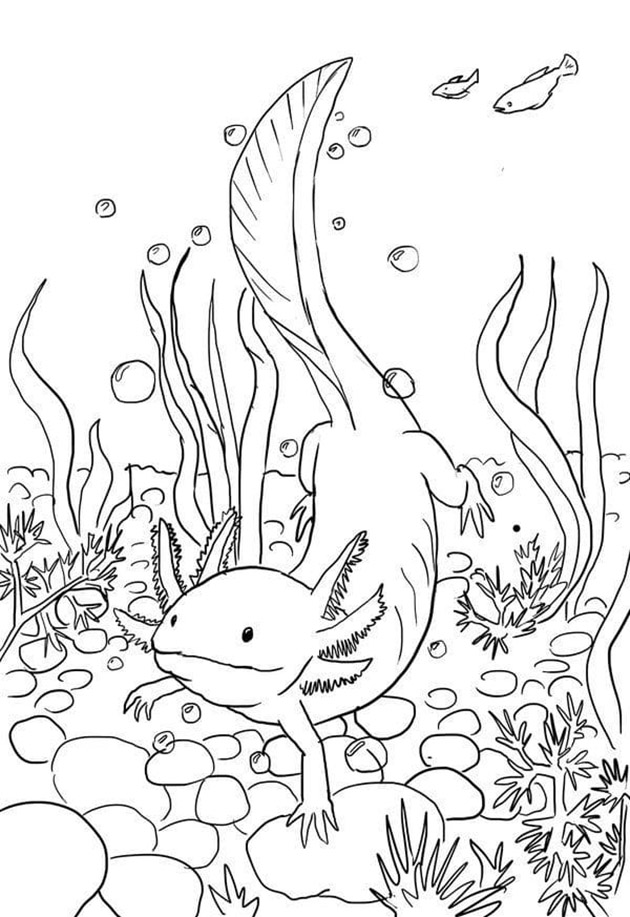 Axolotl Zwemmen