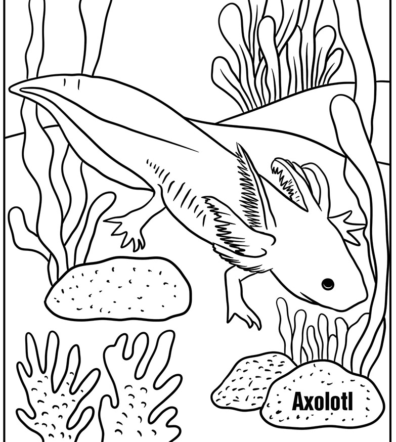 Axolotl schaal