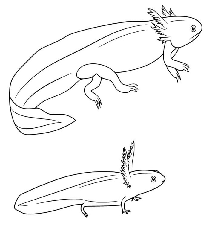 Grote en kleine Axolotl