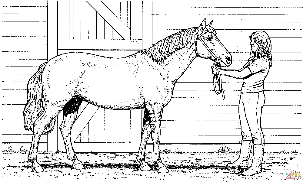 Paard 28