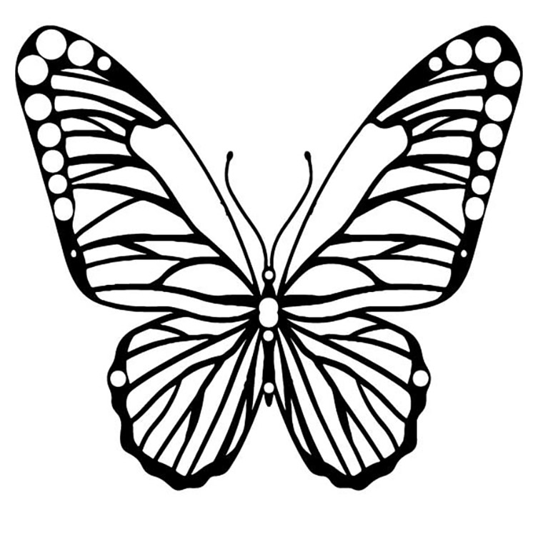 aantrekkelijke vlinder