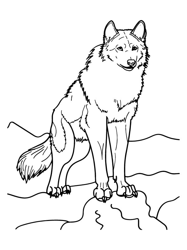 Attente wolf arctische dieren