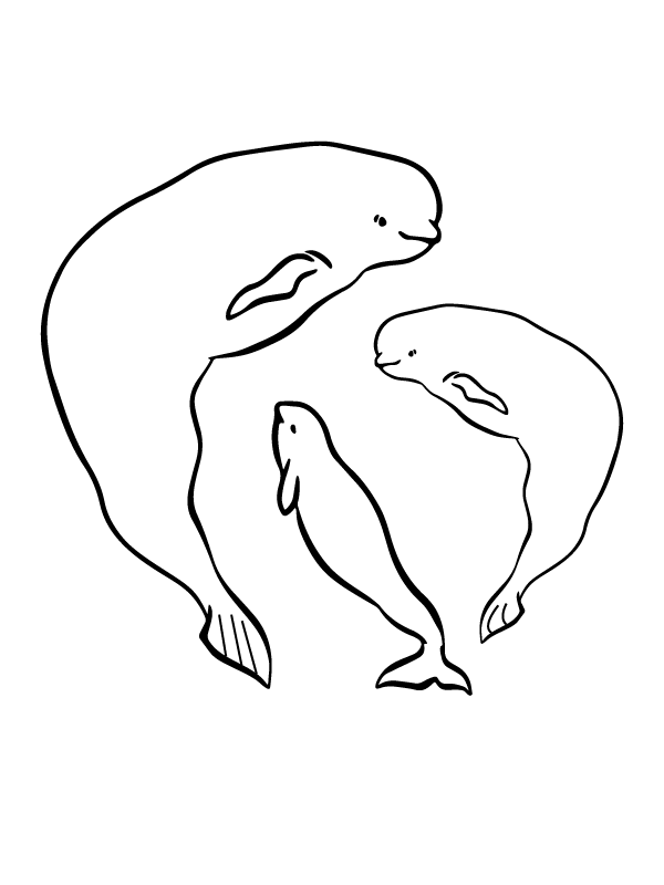 Beluga walvis en zeekanaries arctische dieren