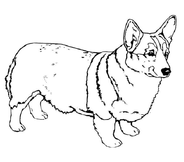 Corgi-hond