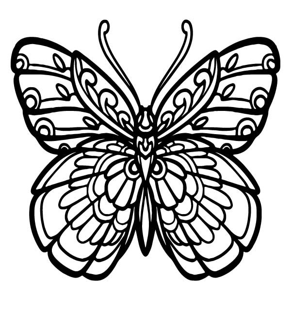 mooie vlinder 3