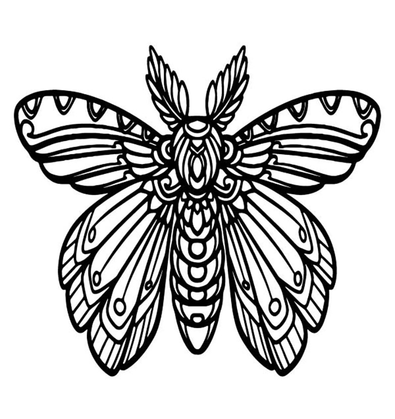 mooie vlinder 6