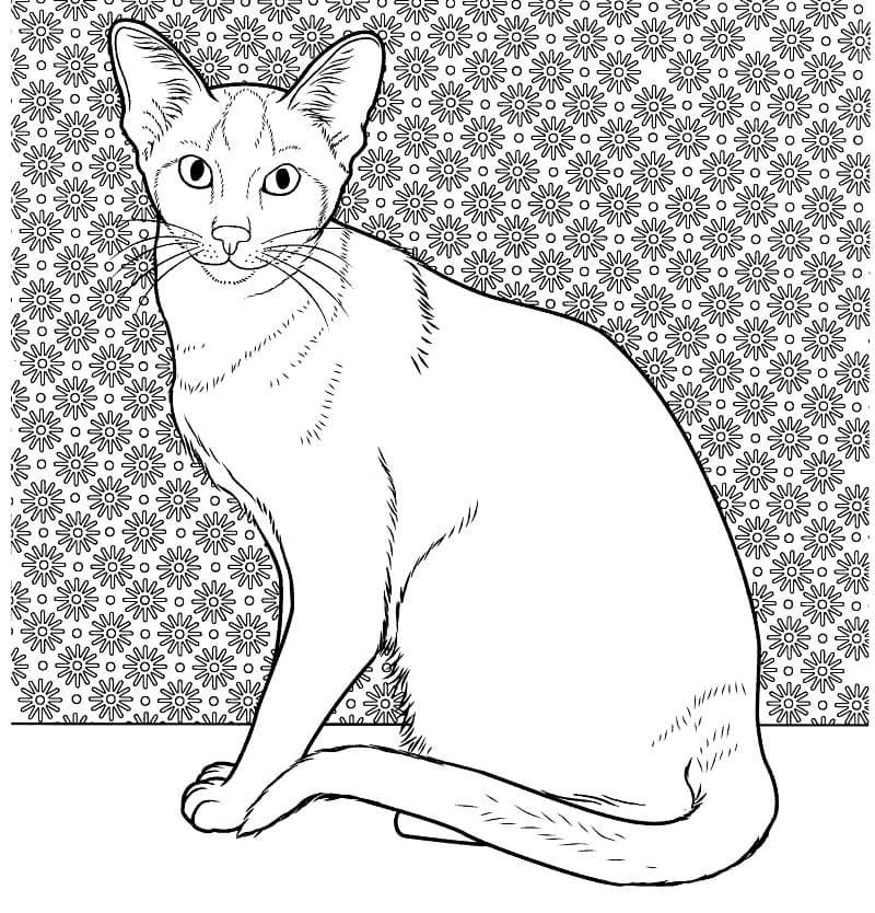 Oosterse Siamese Kat