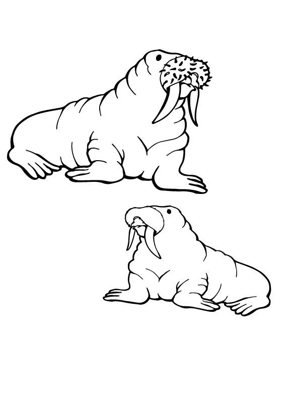 Twee oude walrussen arctische dieren
