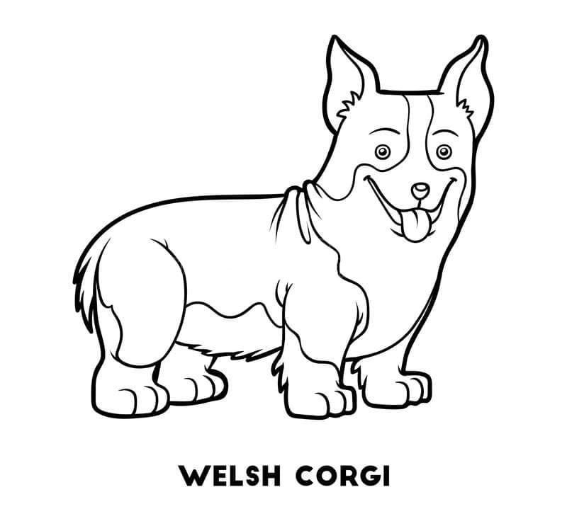 Welse Corgi
