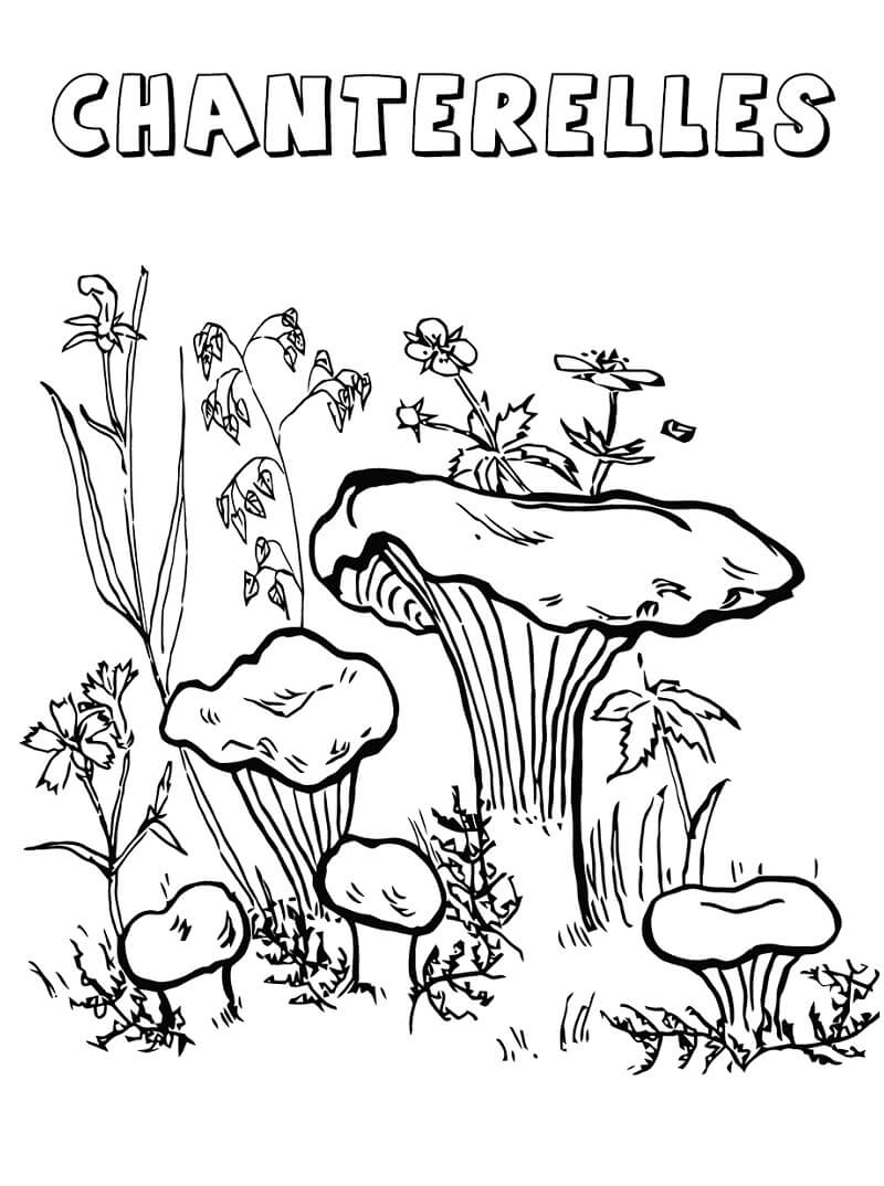 Cantharellen Paddestoelen