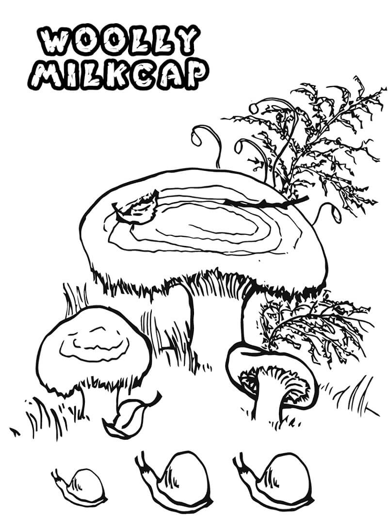 Wollige Milkcap-champignons